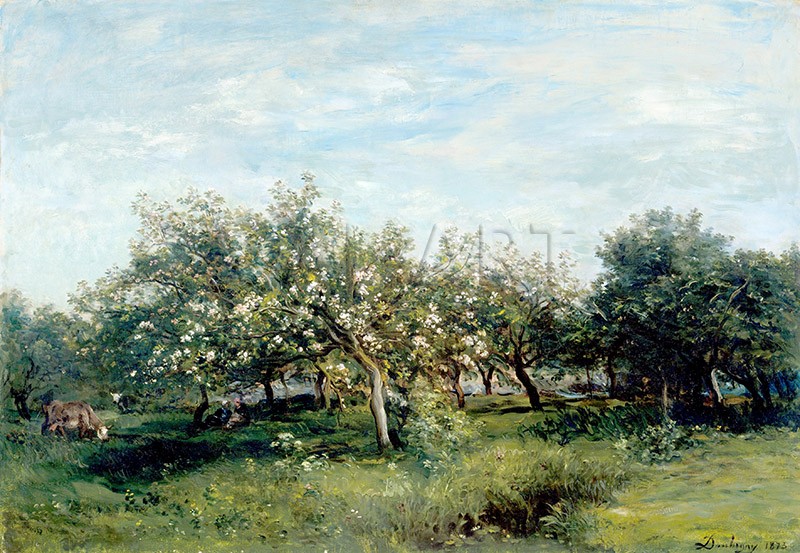 Репродукции на картини: Цъфнали ябълкови дървета (1873) – Шарл-Франсоа Добини