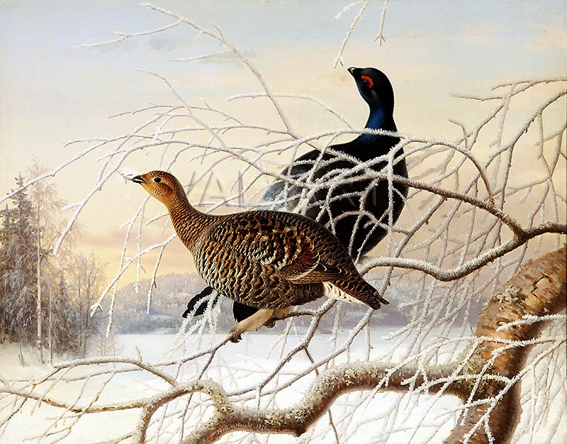 РЕПРОДУКЦИИ НА КАРТИНИ Двойка глухари (1880)