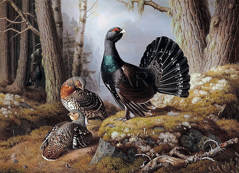 РЕПРОДУКЦИИ НА КАРТИНИ Ухажващ глухар (1862)