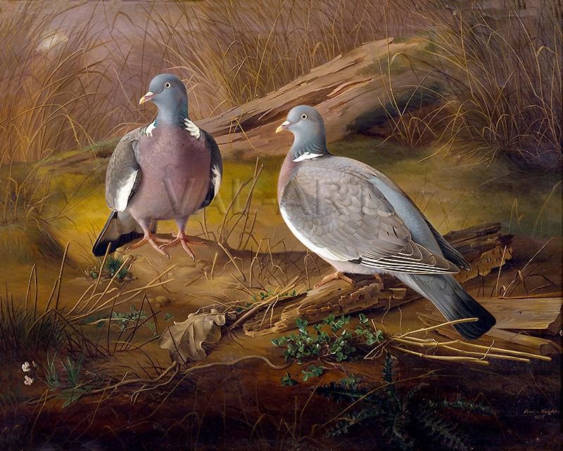 РЕПРОДУКЦИИ НА КАРТИНИ Гълъби (1851)