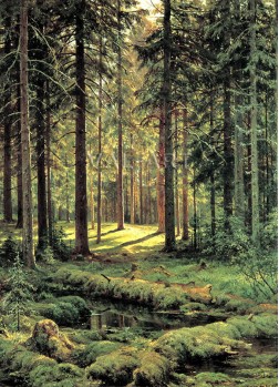 РЕПРОДУКЦИИ НА КАРТИНИ Иглолистна гора, слънчев ден (1895)