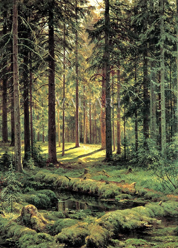 РЕПРОДУКЦИИ НА КАРТИНИ Иглолистна гора, слънчев ден (1895)