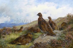 Червена яребица (1901) РЕПРОДУКЦИИ НА КАРТИНИ